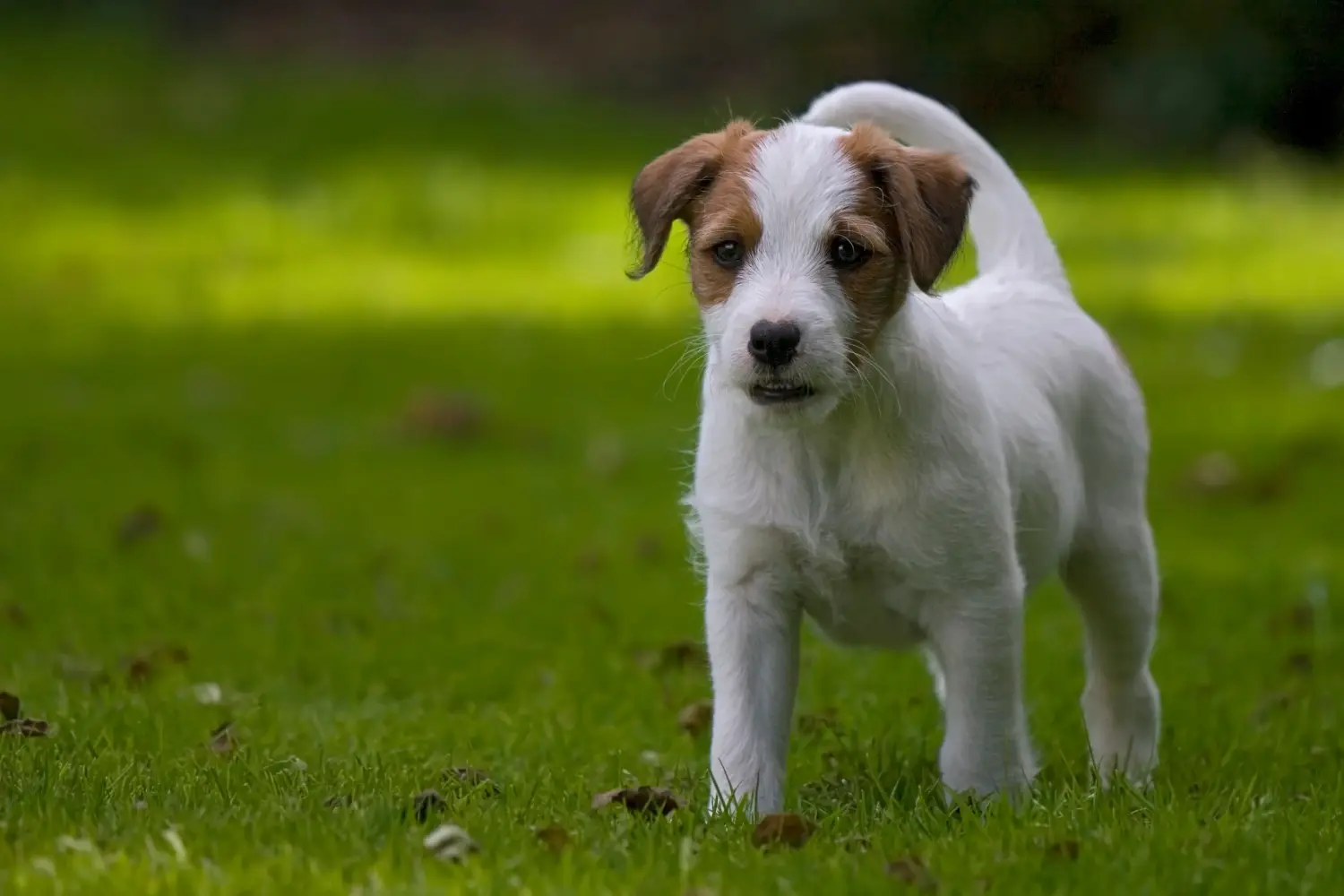 Kupno szczeniaka rasy Jack Russell oznacza wzięcie na siebie odpowiedzialności! Kup szczenięta rasy Jack Russell.