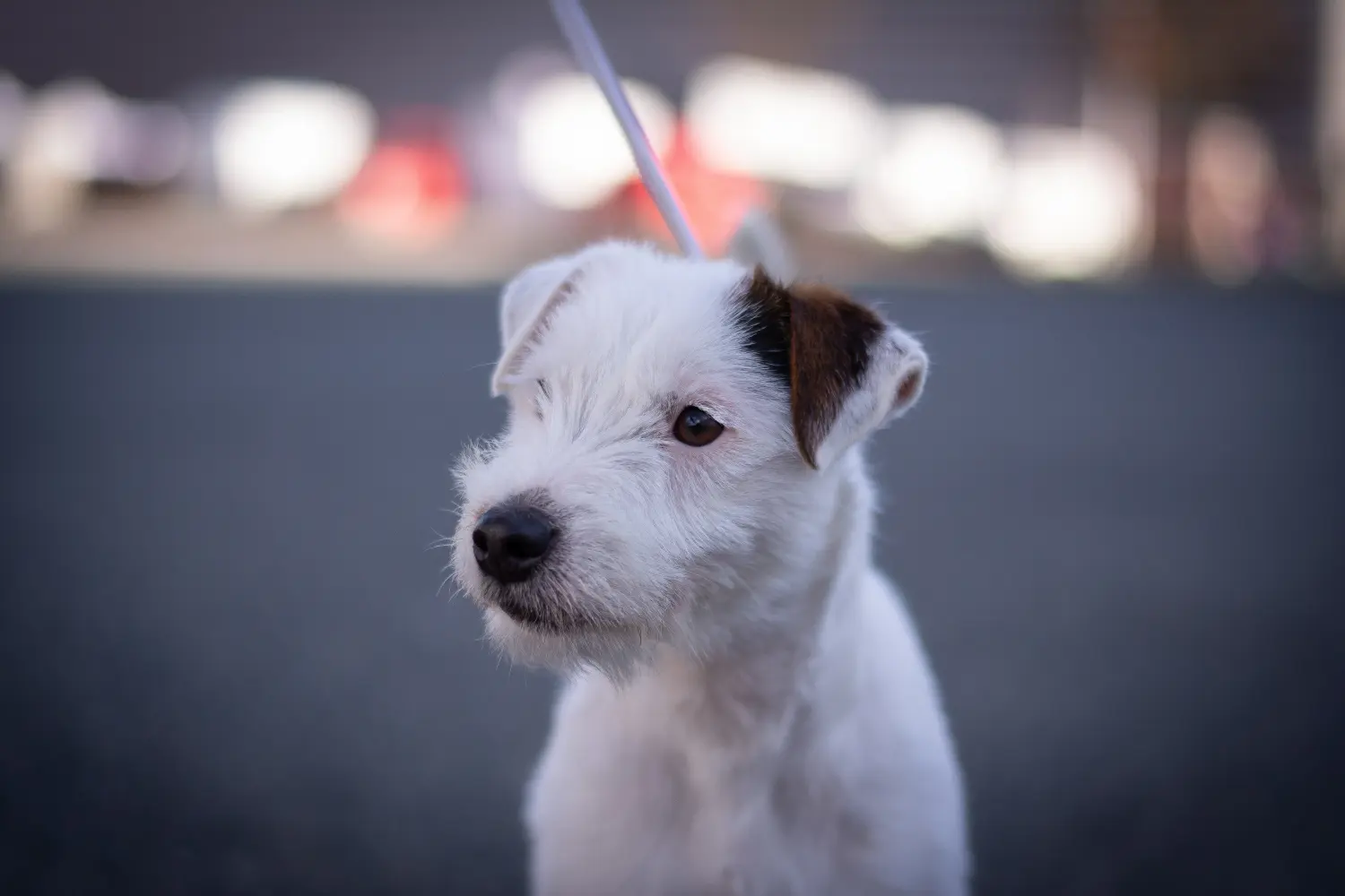 Kupno szczeniaka rasy Jack Russell oznacza wzięcie na siebie odpowiedzialności! Kup szczenięta rasy Jack Russell.