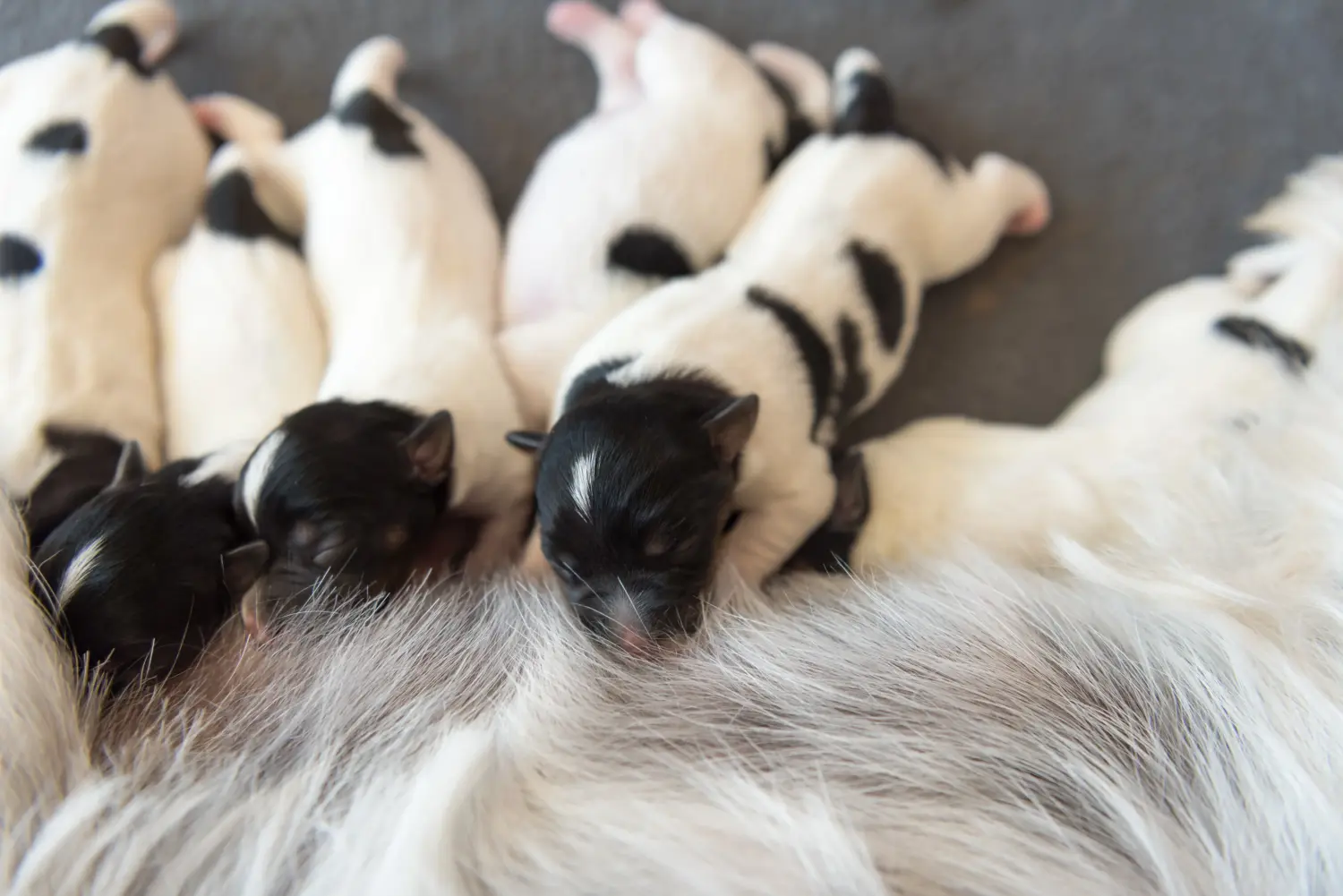 Kupno szczeniaka rasy Jack Russell oznacza wzięcie na siebie odpowiedzialności! Kup szczenięta rasy Jack Russell.