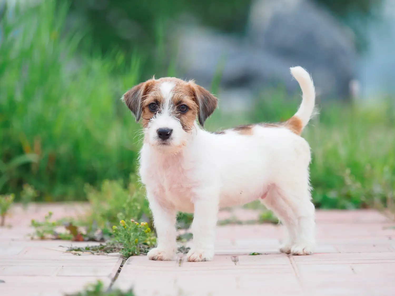 Kupno szczeniaka rasy Jack Russell oznacza wzięcie na siebie odpowiedzialności! Kup szczenięta rasy Jack Russell.