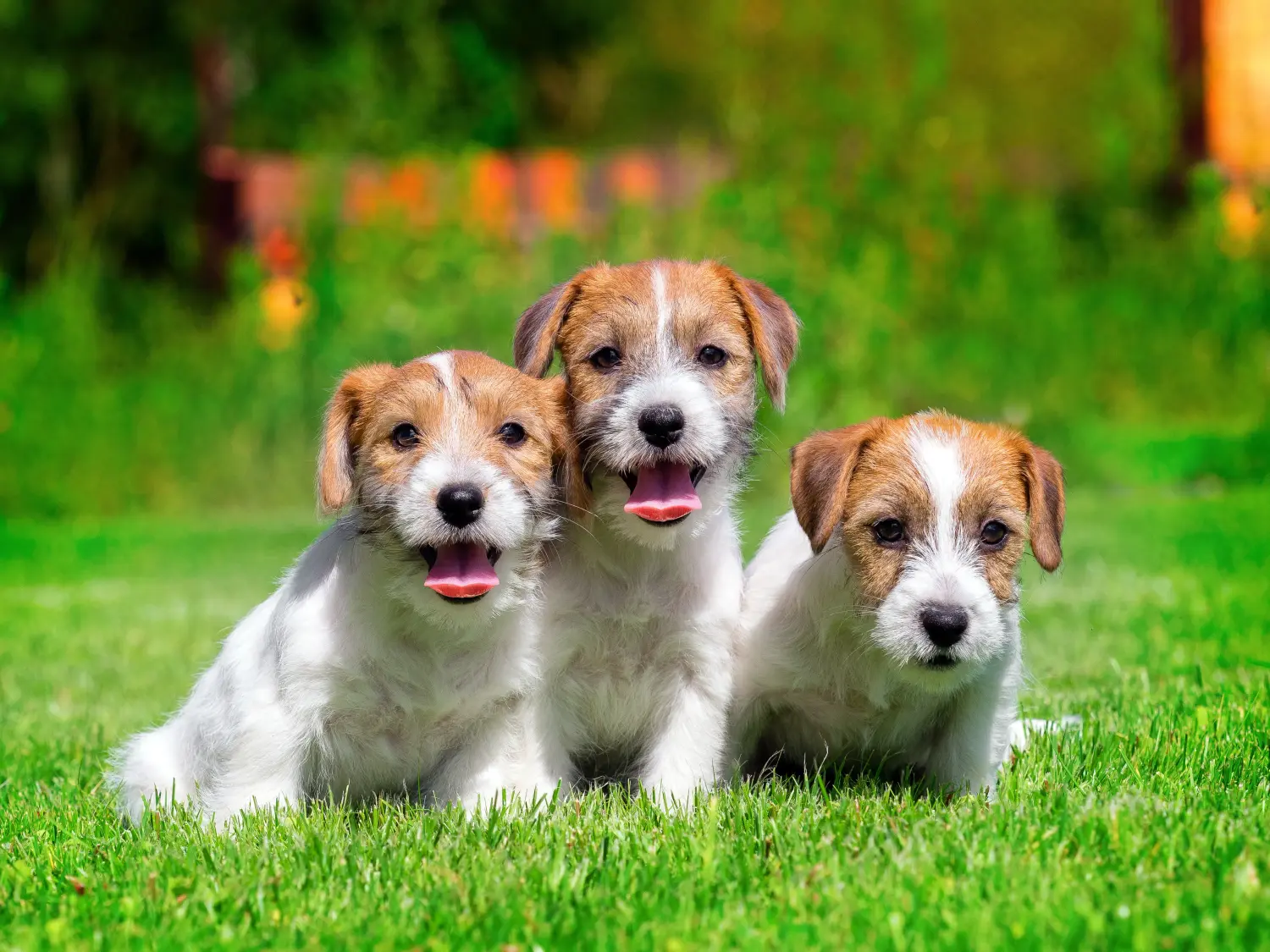 Kupno szczeniaka rasy Jack Russell oznacza wzięcie na siebie odpowiedzialności! Kup szczenięta rasy Jack Russell.