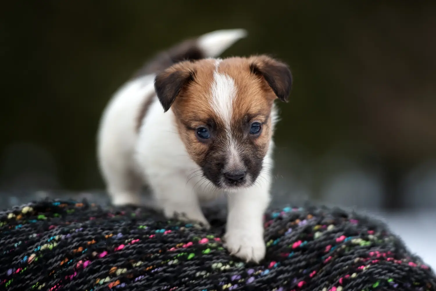 Kupno szczeniaka rasy Jack Russell oznacza wzięcie na siebie odpowiedzialności! Kup szczenięta rasy Jack Russell.
