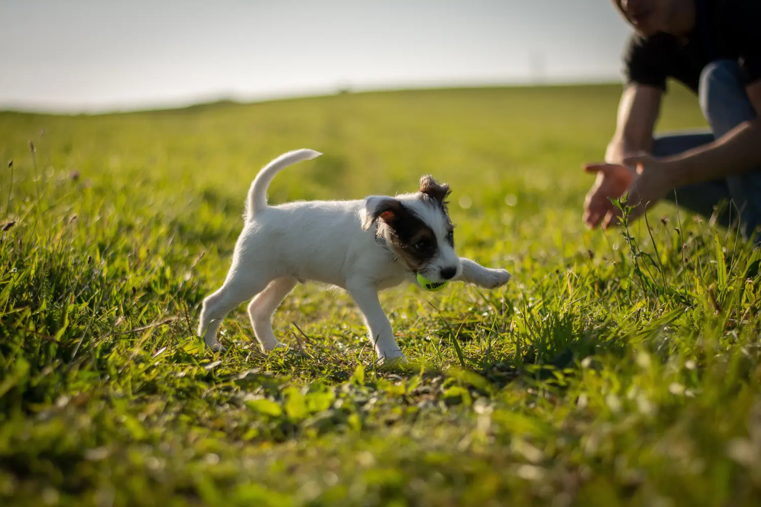 Kupno szczeniaka rasy Jack Russell oznacza wzięcie na siebie odpowiedzialności! Kup szczenięta rasy Jack Russell.