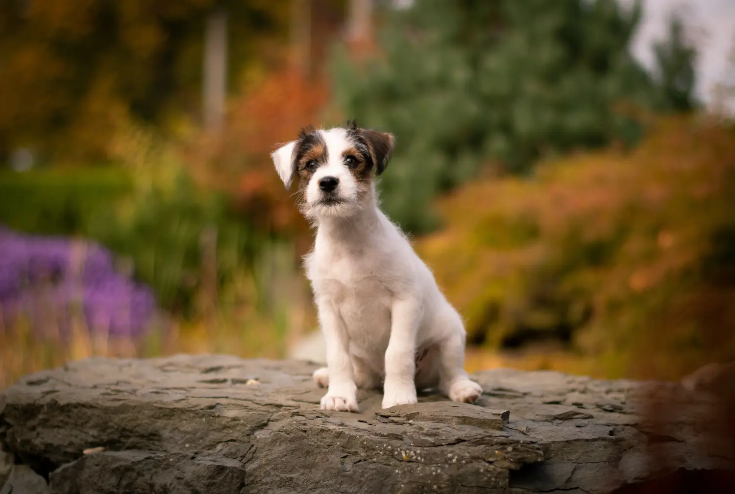 Kupno szczeniaka rasy Jack Russell oznacza wzięcie na siebie odpowiedzialności! Kup szczenięta rasy Jack Russell.