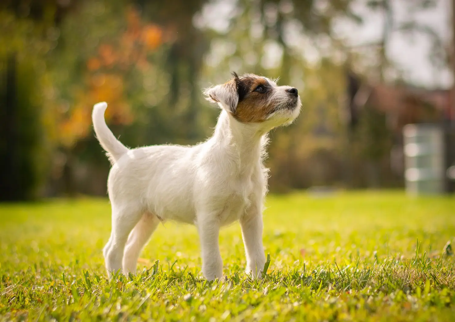 Kupno szczeniaka rasy Jack Russell oznacza wzięcie na siebie odpowiedzialności! Kup szczenięta rasy Jack Russell.