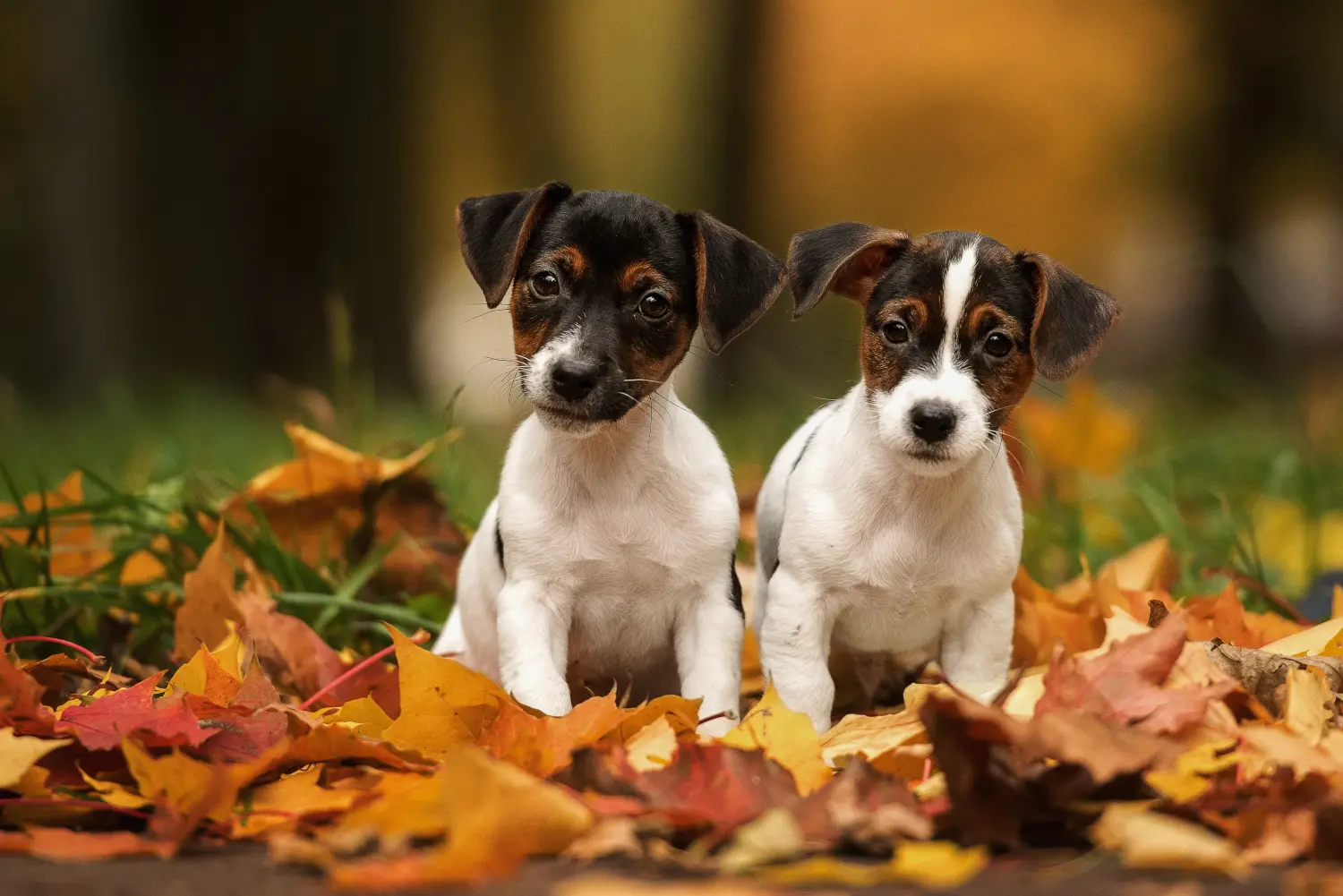 Kupno szczeniaka rasy Jack Russell oznacza wzięcie na siebie odpowiedzialności! Kup szczenięta rasy Jack Russell.