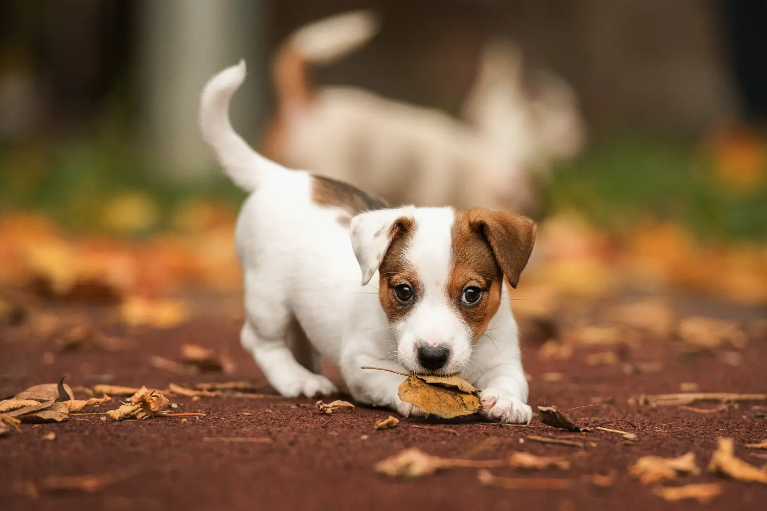 Kupno szczeniaka rasy Jack Russell oznacza wzięcie na siebie odpowiedzialności! Kup szczenięta rasy Jack Russell.