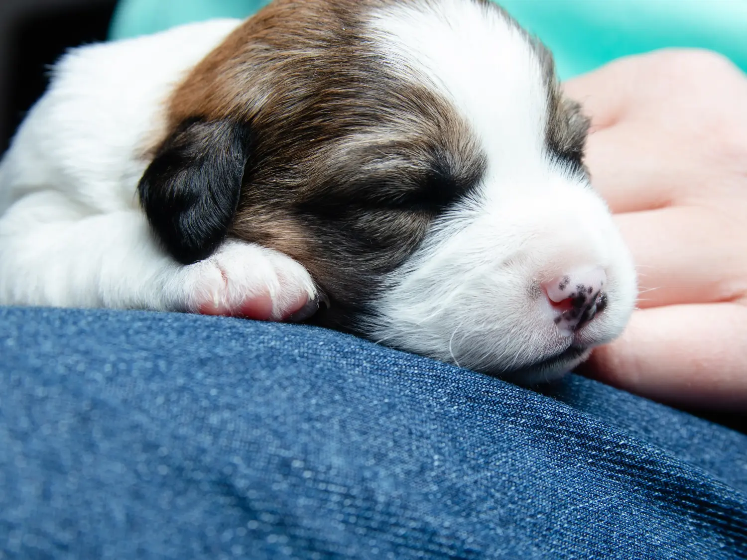 Kupno szczeniaka rasy Jack Russell oznacza wzięcie na siebie odpowiedzialności! Kup szczenięta rasy Jack Russell.