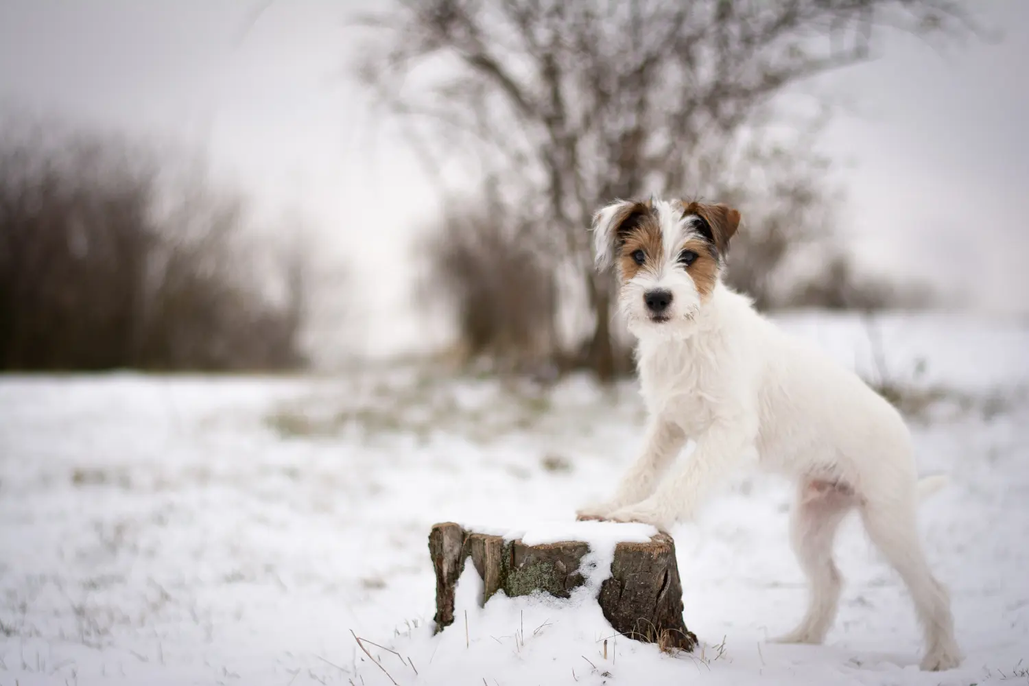 Kupno szczeniaka rasy Jack Russell oznacza wzięcie na siebie odpowiedzialności! Kup szczenięta rasy Jack Russell.
