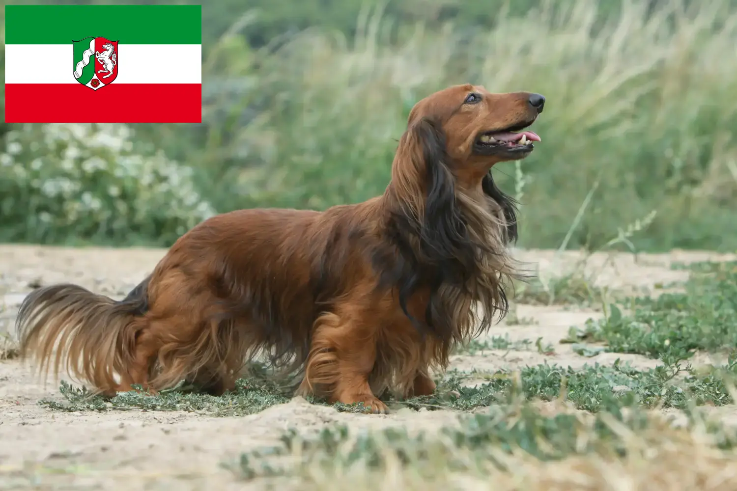 Jamniki szczenięta i hodowcy Nadrenia Północna-Westfalia Tutaj znajdziesz hodowców jamników w Nadrenia Północna-Westfalia.