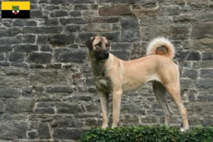 Read more about the article Hodowcy i szczenięta Kangal w Saksonia-Anhalt