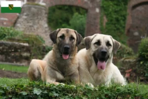 Read more about the article Kangal hodowcy i szczenięta w Saksonia