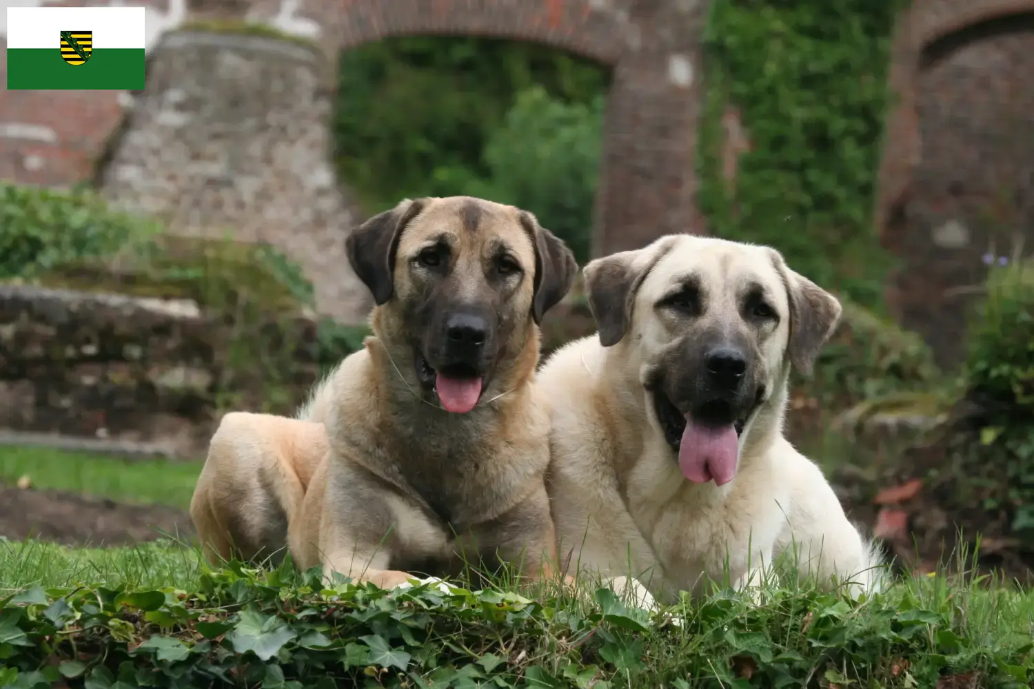 Read more about the article Kangal hodowcy i szczenięta w Saksonia