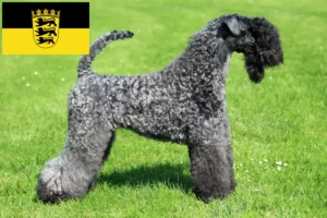Read more about the article Hodowcy i szczenięta Kerry blue terrier w Badenia-Wirtembergia