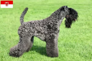 Read more about the article Hodowcy i szczenięta Kerry blue terrier w Brandenburgia