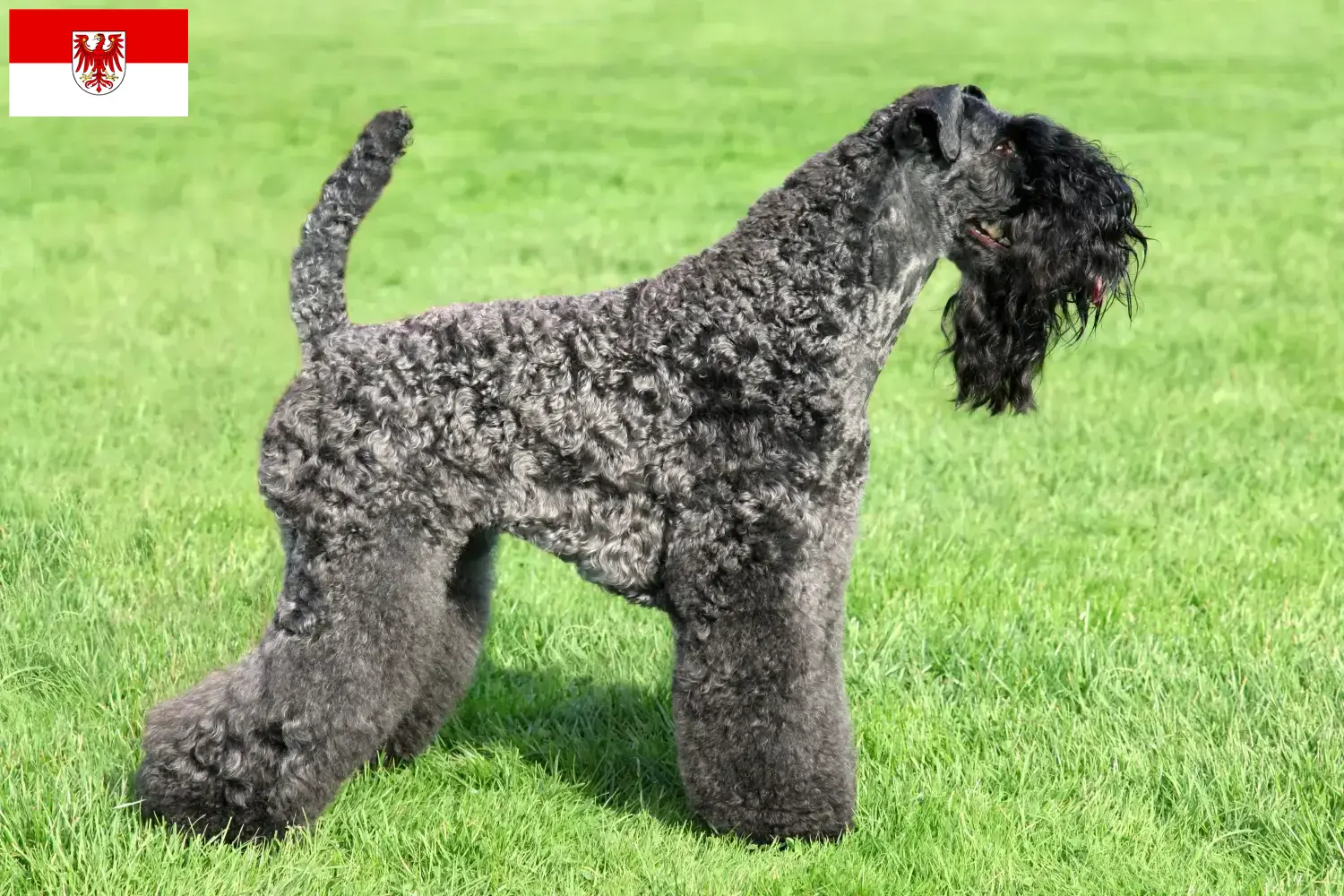 Read more about the article Hodowcy i szczenięta Kerry blue terrier w Brandenburgia