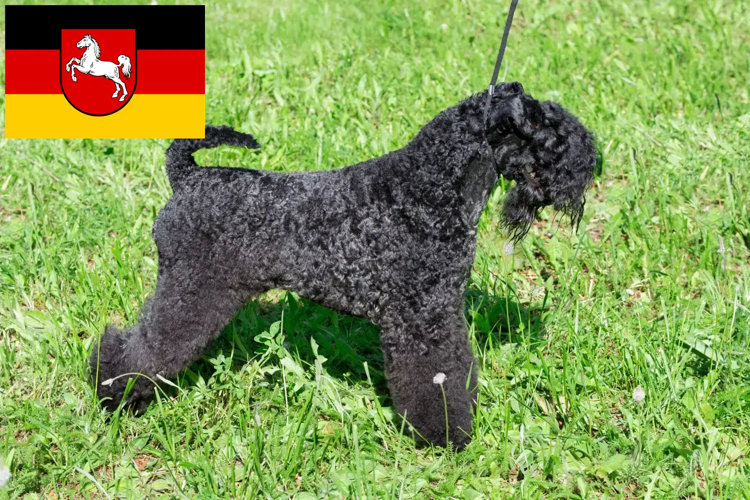 Read more about the article Hodowcy i szczenięta Kerry blue terrier w Dolna Saksonia