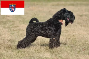Read more about the article Hodowcy i szczenięta kerry blue terrier w Hesja