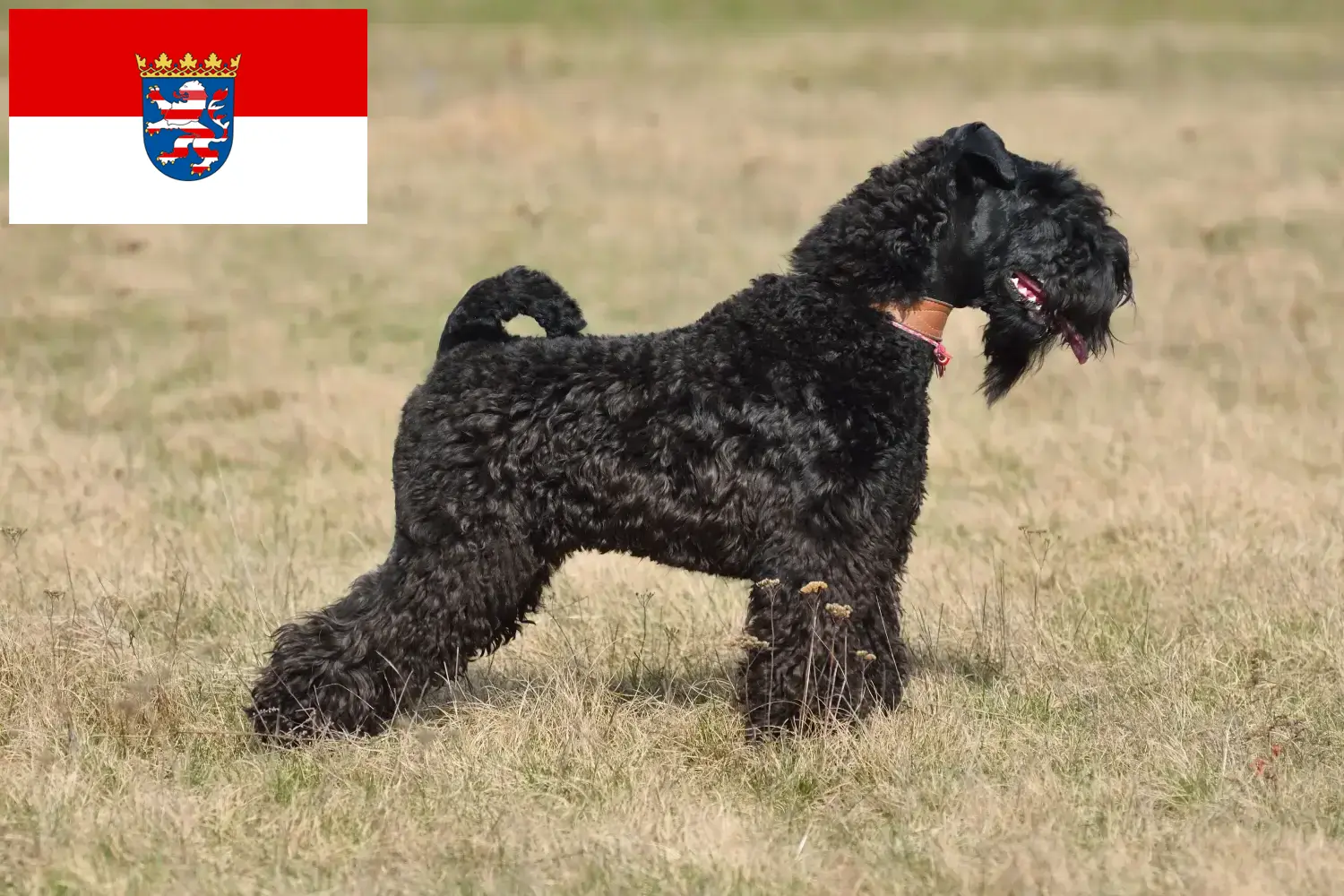 Kerry blue terrier szczenięta i hodowcy Hesja Tutaj można znaleźć hodowców rasy Kerry blue terrier w Hesja.