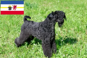 Read more about the article Hodowcy i szczenięta Kerry blue terrier w Meklemburgia-Pomorze Przednie