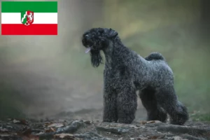Read more about the article Hodowcy i szczenięta Kerry blue terrier w Nadrenia Północna-Westfalia