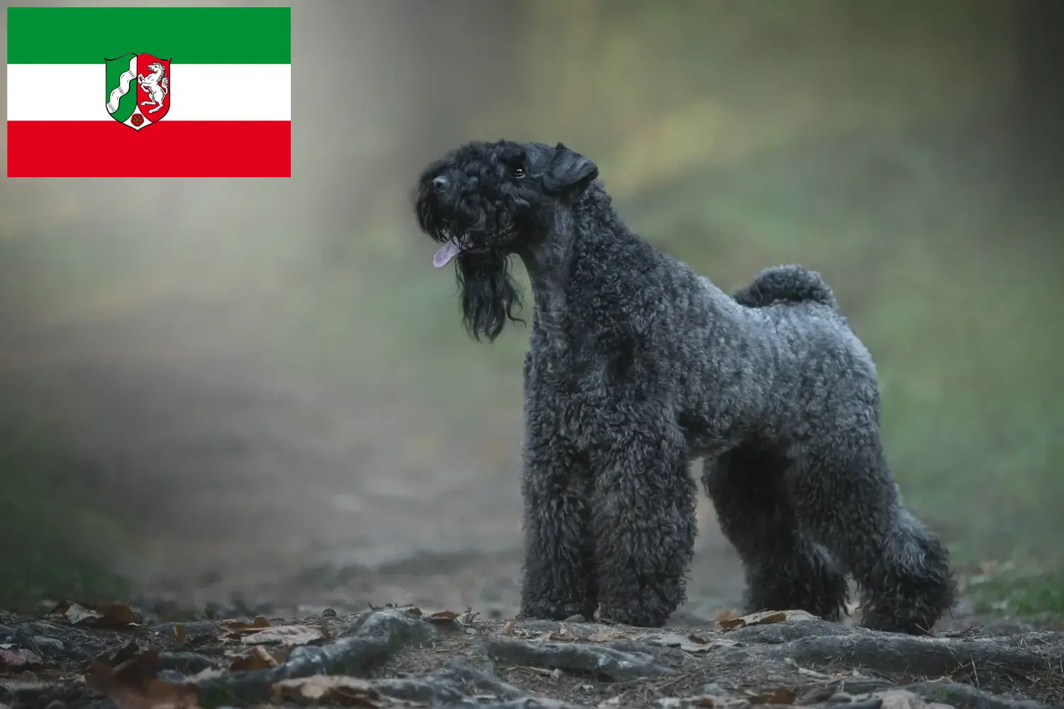 Read more about the article Hodowcy i szczenięta Kerry blue terrier w Nadrenia Północna-Westfalia