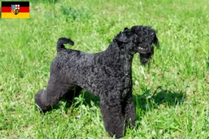 Read more about the article Hodowcy i szczenięta Kerry blue terrier w Kraj Saary