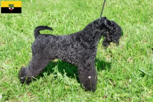 Read more about the article Hodowcy i szczenięta Kerry blue terrier w Saksonia-Anhalt