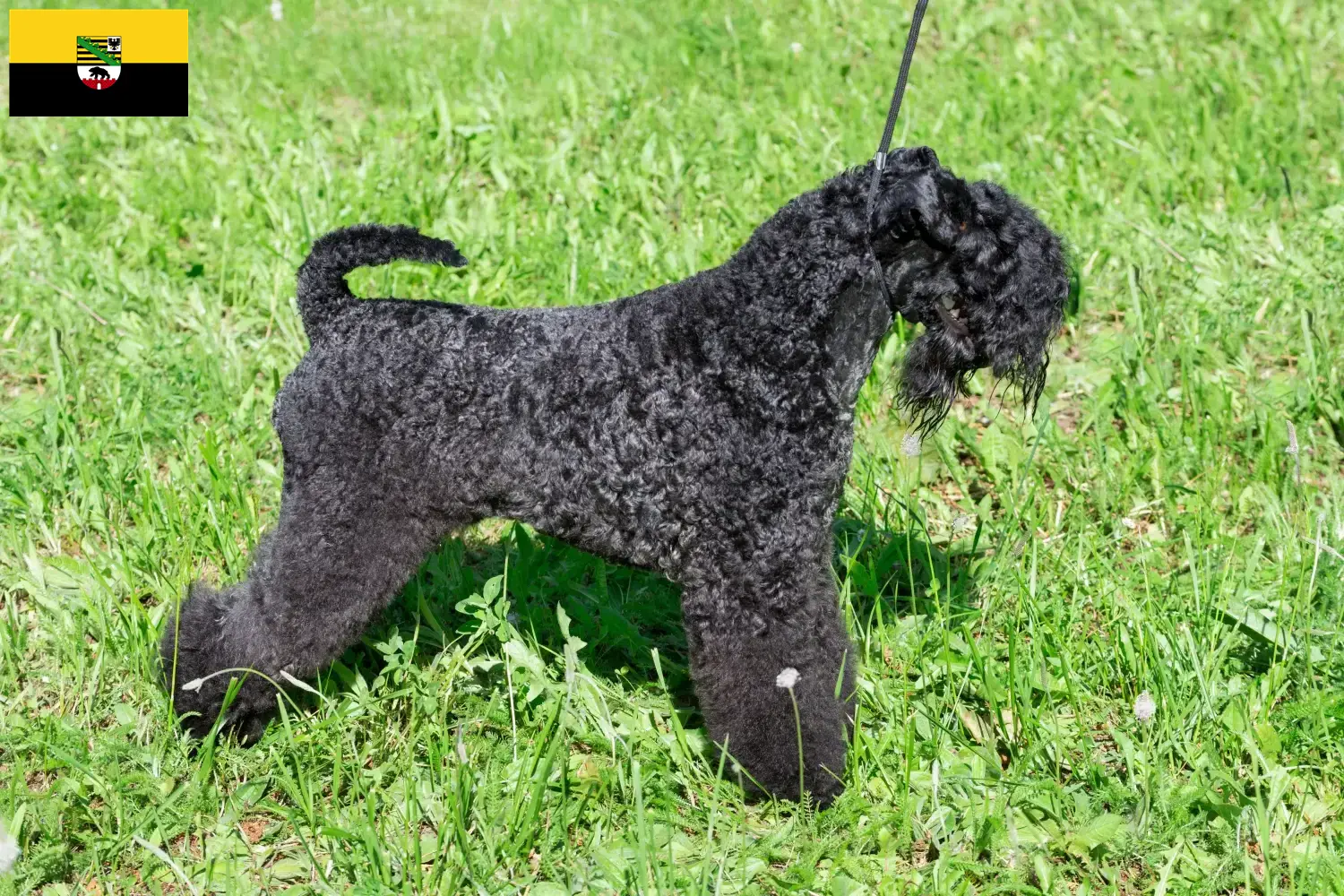 Read more about the article Hodowcy i szczenięta Kerry blue terrier w Saksonia-Anhalt