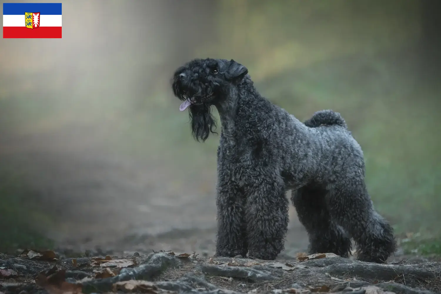Read more about the article Hodowcy i szczenięta Kerry blue terrier w Szlezwik-Holsztyn