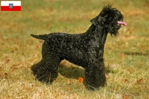 Read more about the article Hodowcy i szczenięta Kerry blue terrier w Turyngia