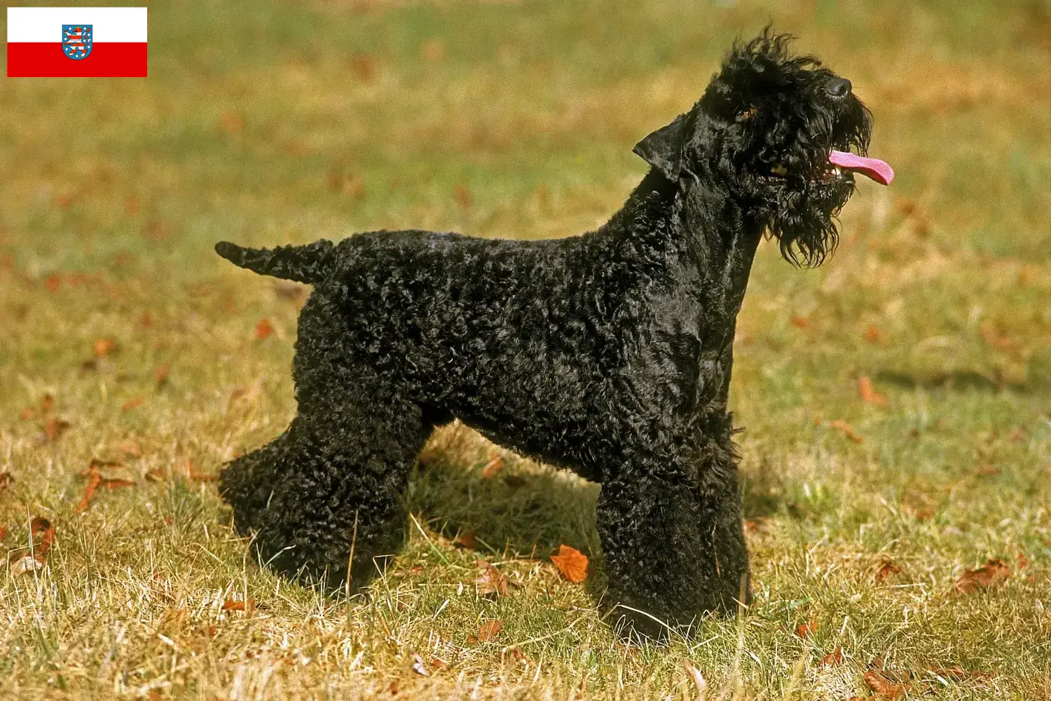 Read more about the article Hodowcy i szczenięta Kerry blue terrier w Turyngia