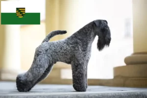 Read more about the article Hodowcy i szczenięta Kerry blue terrier w Saksonia