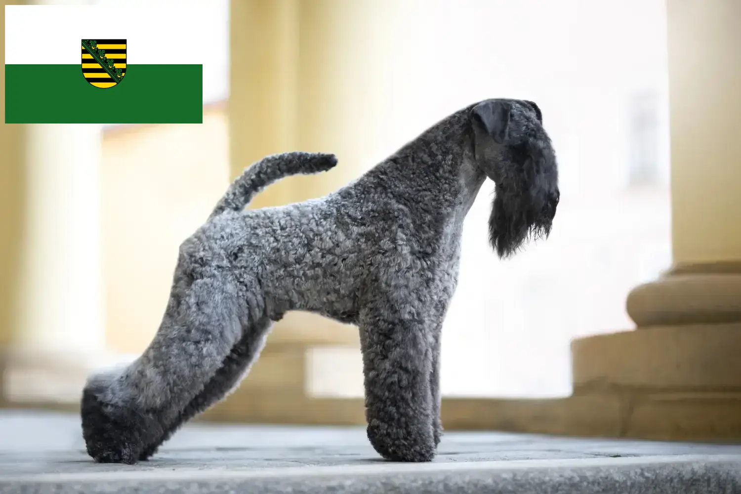 Kerry blue terrier szczenięta i hodowca Saksonia Tutaj znajdziesz hodowców rasy Kerry blue terrier w Saksonia.