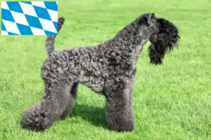 Read more about the article Hodowcy i szczenięta Kerry blue terrier w Bawaria