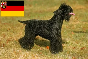 Read more about the article Hodowcy i szczenięta Kerry blue terrier w Nadrenia-Palatynat