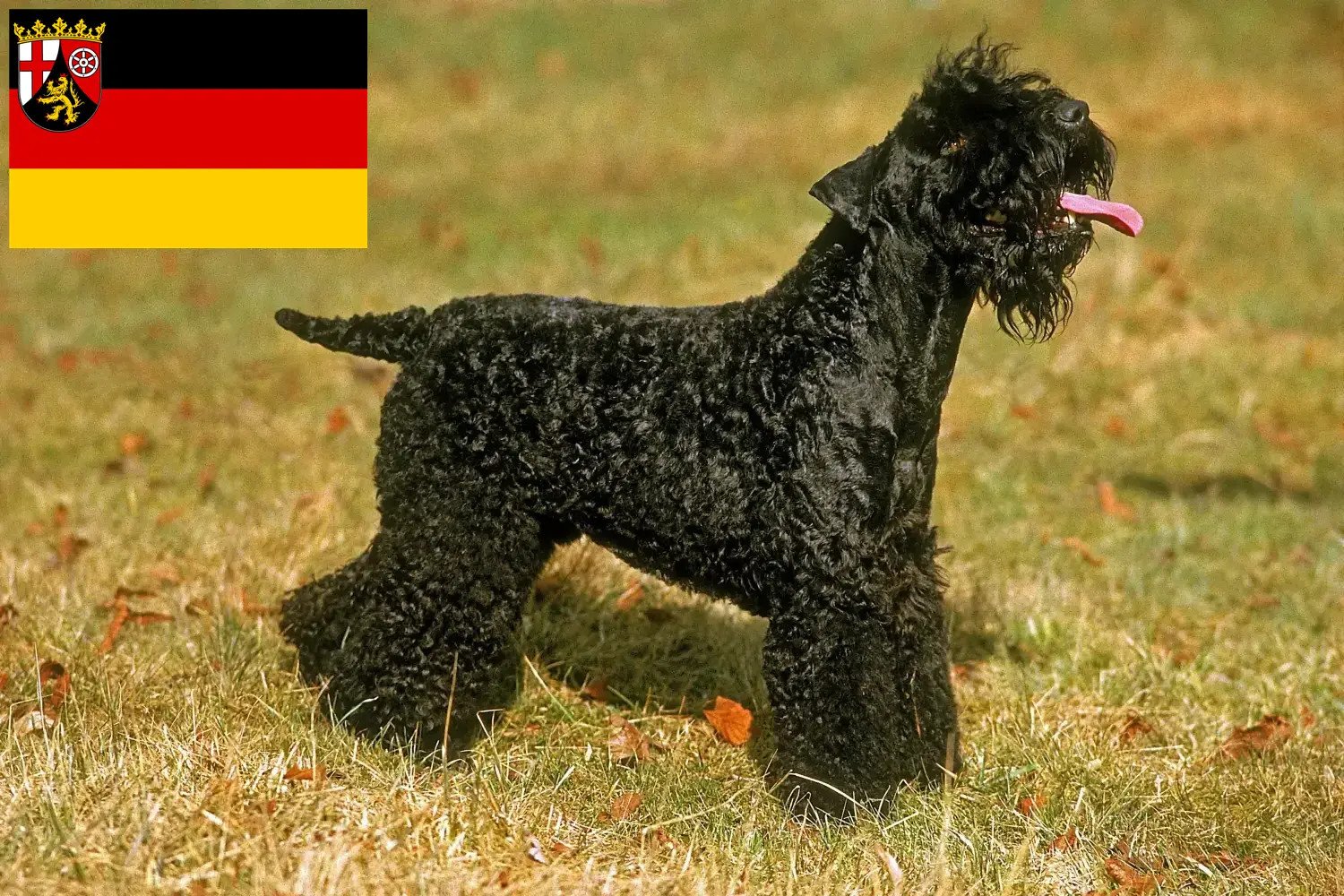 Kerry blue terrier szczenięta i hodowcy Nadrenia-Palatynat Tutaj znajdziesz hodowców rasy Kerry blue terrier w Nadrenia-Palatynat.