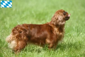 Read more about the article King Charles Spaniel hodowcy i szczenięta w Bawaria