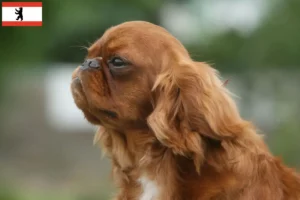 Read more about the article King Charles Spaniel hodowcy i szczenięta w Berlin