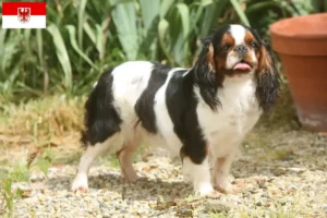 Read more about the article King Charles Spaniel hodowcy i szczenięta w Brandenburgia