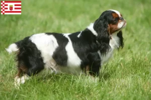 Read more about the article King Charles Spaniel hodowcy i szczenięta w Brema