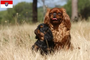 Read more about the article King Charles Spaniel hodowcy i szczenięta w Hesja