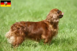 Read more about the article King Charles Spaniel hodowcy i szczenięta w Kraj Saary