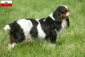 Read more about the article King Charles Spaniel hodowcy i szczenięta w Turyngia
