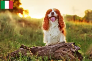 Read more about the article King Charles Spaniel hodowcy i szczenięta w Włochy