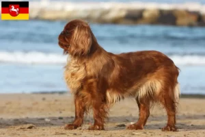 Read more about the article King Charles Spaniel hodowcy i szczenięta w Dolna Saksonia