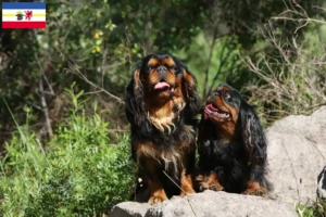 Read more about the article King Charles Spaniel hodowcy i szczenięta w Meklemburgia-Pomorze Przednie