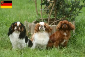 Read more about the article King Charles Spaniel hodowcy i szczenięta w Nadrenia-Palatynat
