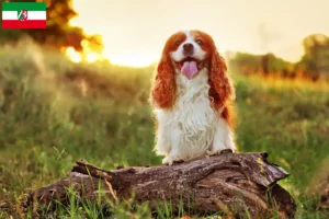 Read more about the article King Charles Spaniel hodowcy i szczenięta w Nadrenia Północna-Westfalia