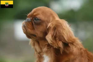 Read more about the article King Charles Spaniel hodowcy i szczenięta w Saksonia-Anhalt